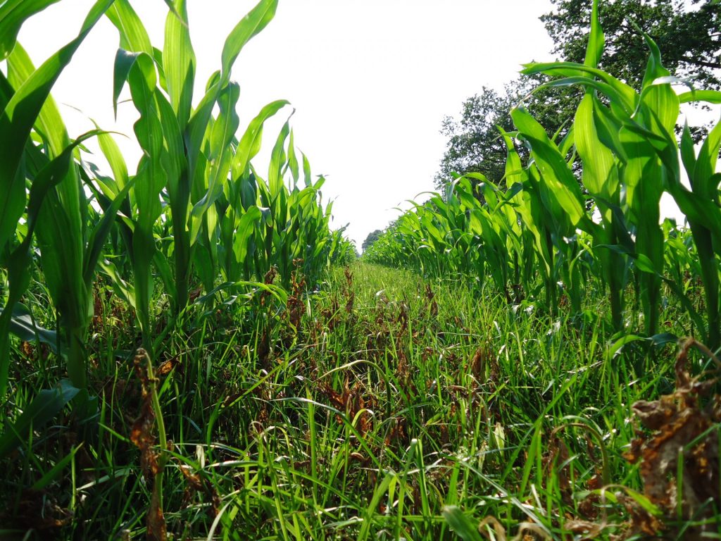 Proterra Maize doet het goed onder de zon 02