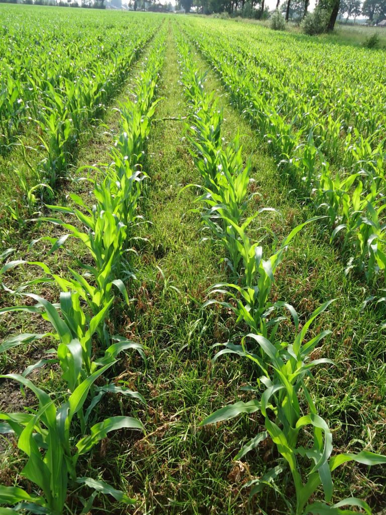 Proterra Maize doet het goed onder de zon