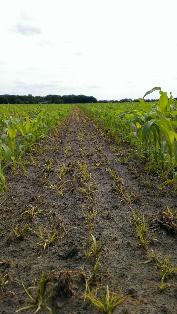 proterra maize herstelt van onkruidbestrijding